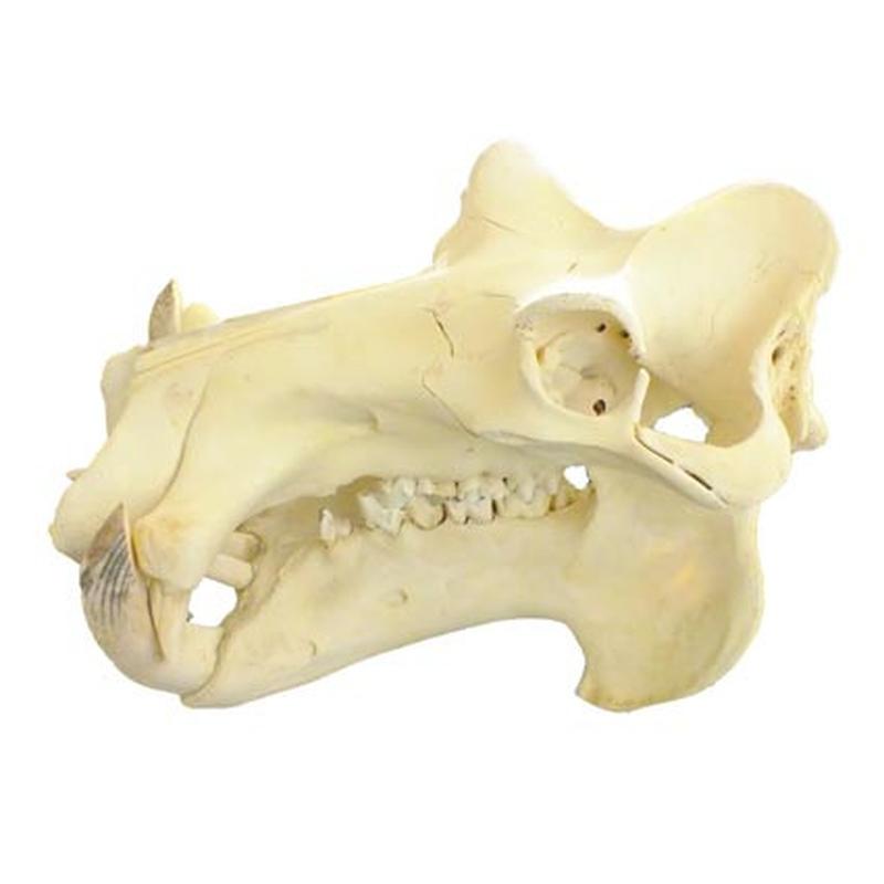 Hippo Skull HS06 - Image 4