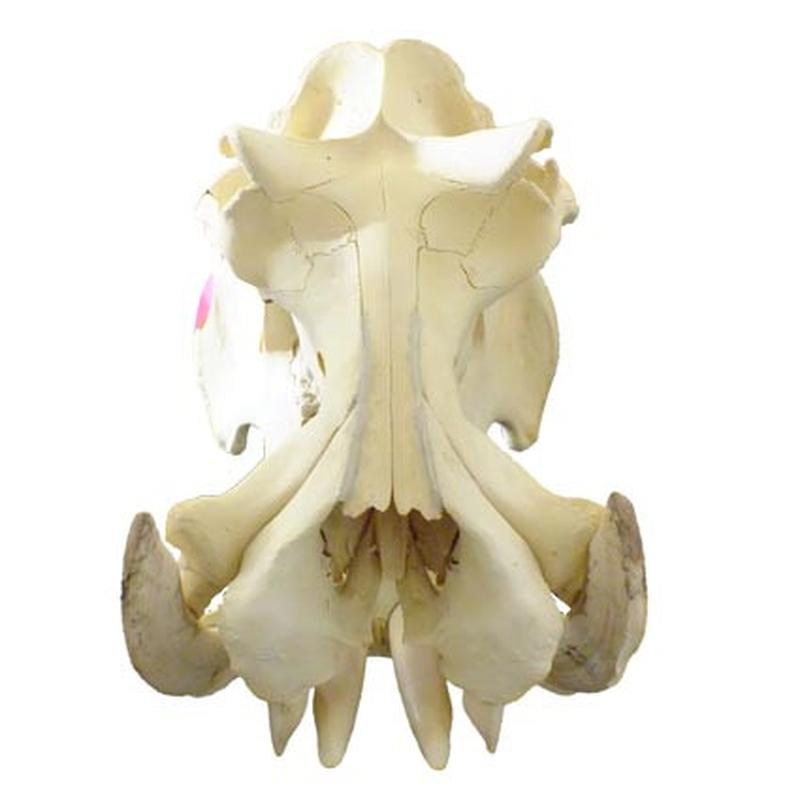 Hippo Skull HS06