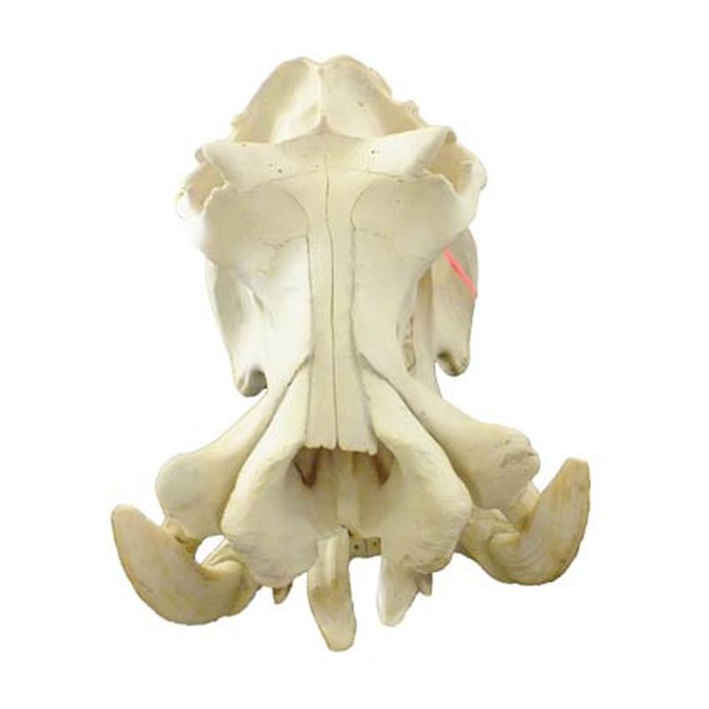 Hippo Skull HS08 - Image 2