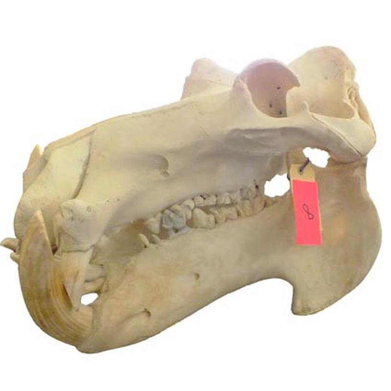 Hippo Skull HS08 - Image 3