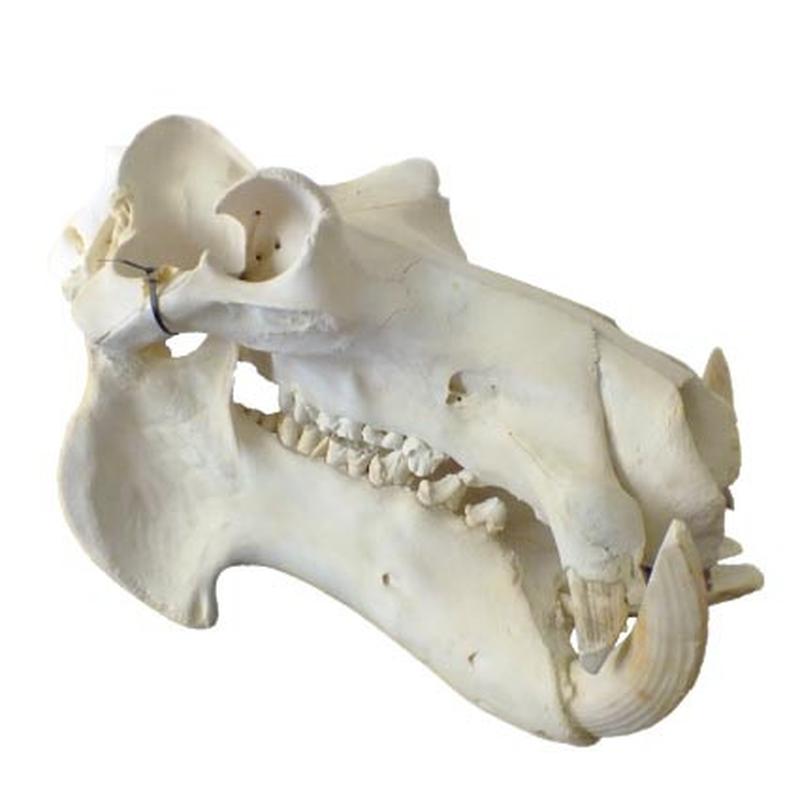 Hippo Skull HS08 - Image 5