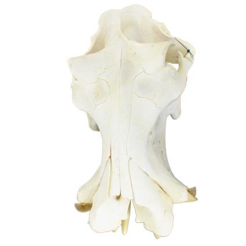 Hippo Skull HS09 - Image 2