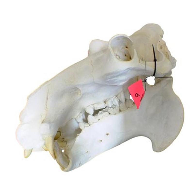 Hippo Skull HS09 - Image 3
