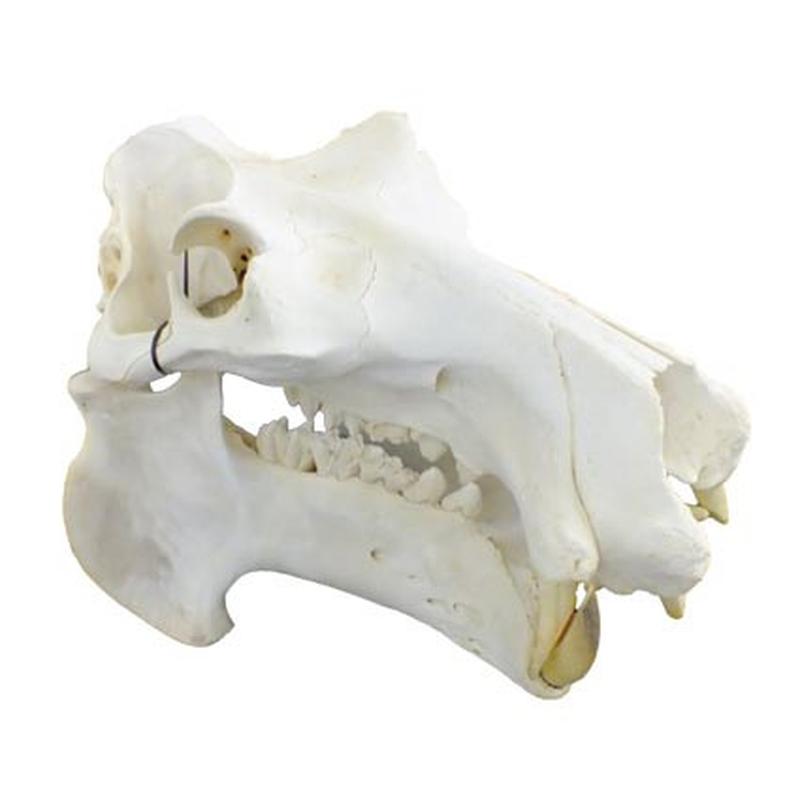 Hippo Skull HS09 - Image 4