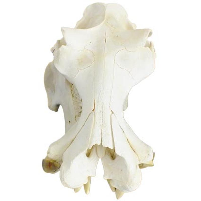 Hippo Skull HS09