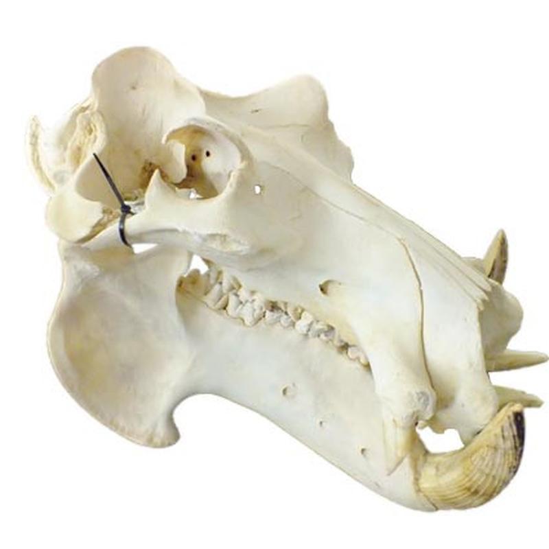 Hippo Skull HS10 - Image 2