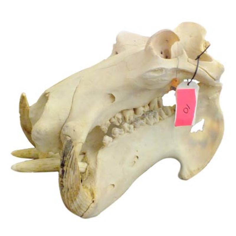 Hippo Skull HS10 - Image 3