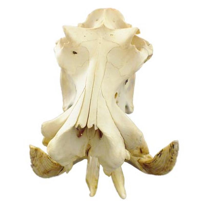 Hippo Skull HS10