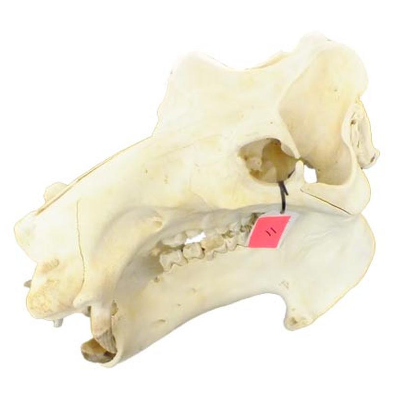 Hippo Skull HS11 - Image 2