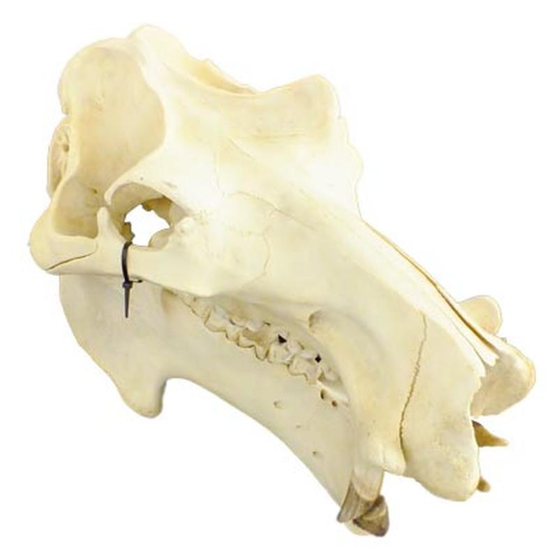 Hippo Skull HS11 - Image 3