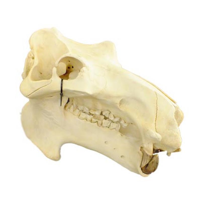 Hippo Skull HS11 - Image 4