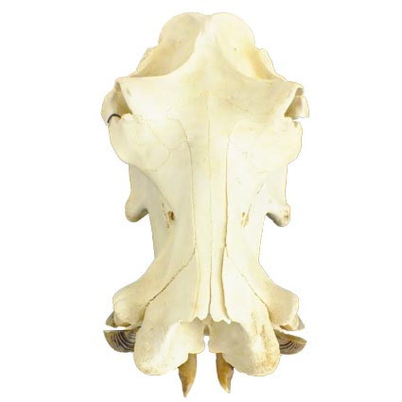 Hippo Skull HS11