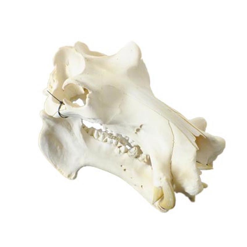 Hippo Skull HS12 - Image 2