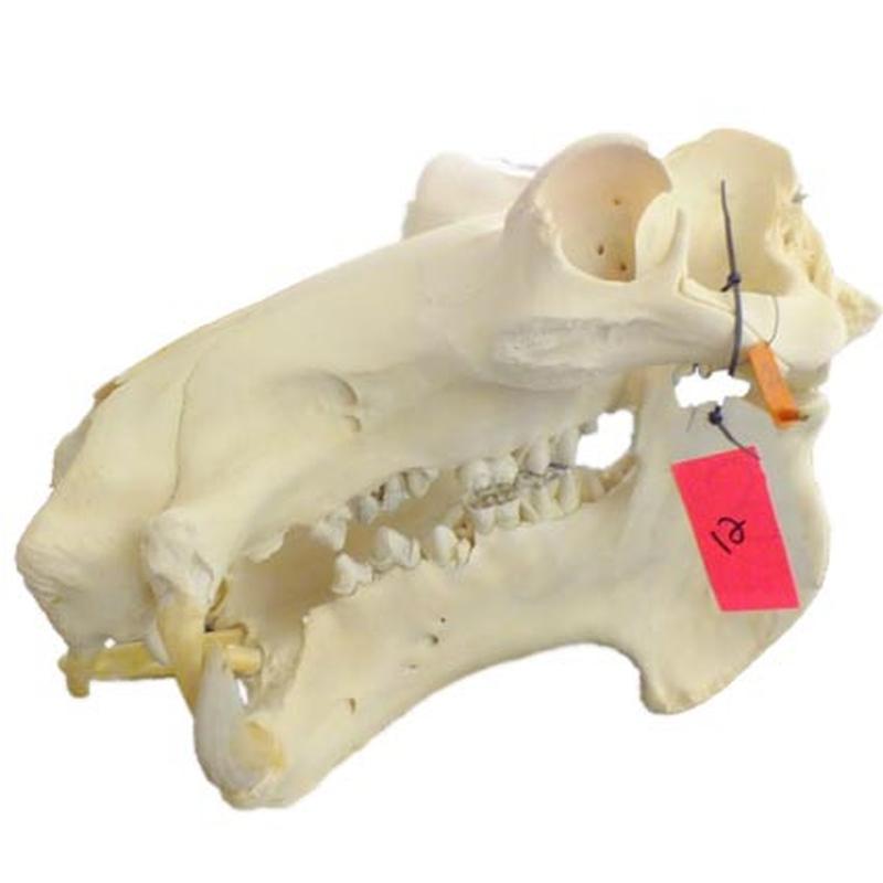 Hippo Skull HS12 - Image 3