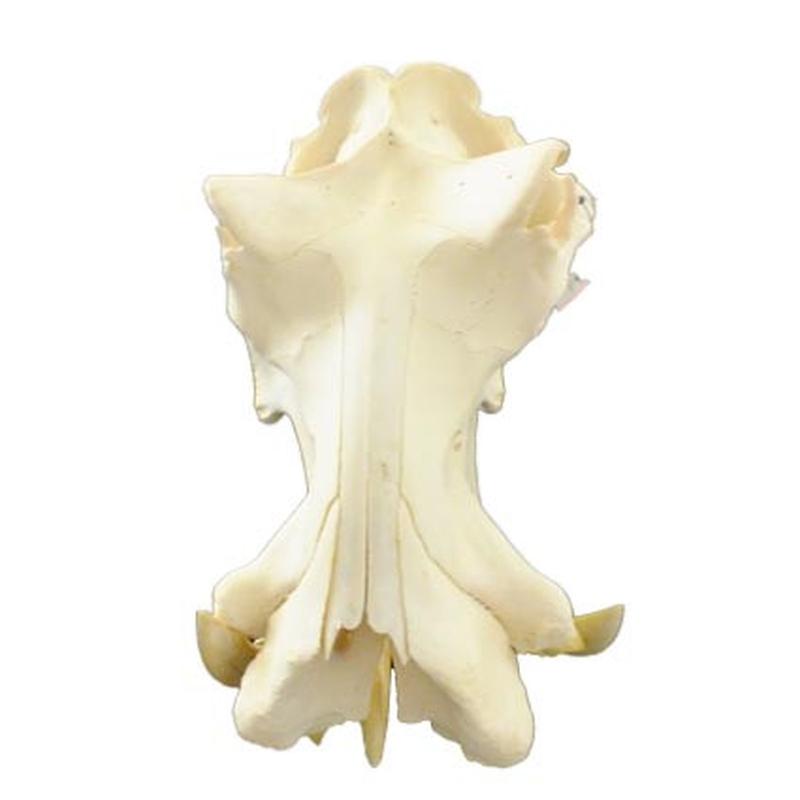 Hippo Skull HS12 - Image 4