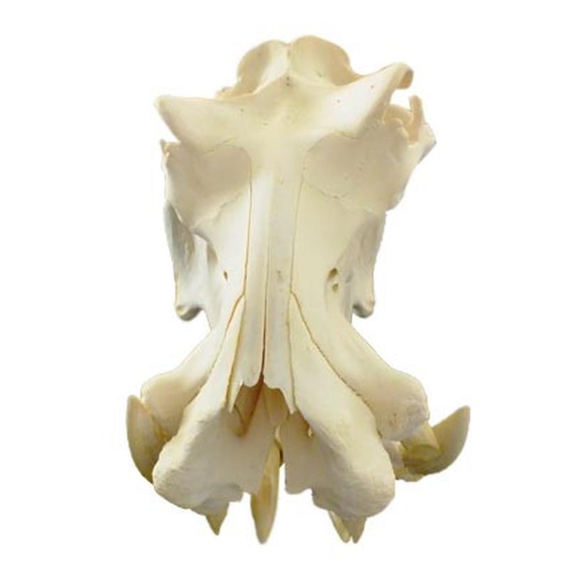 Hippo Skull HS12 - Image 5