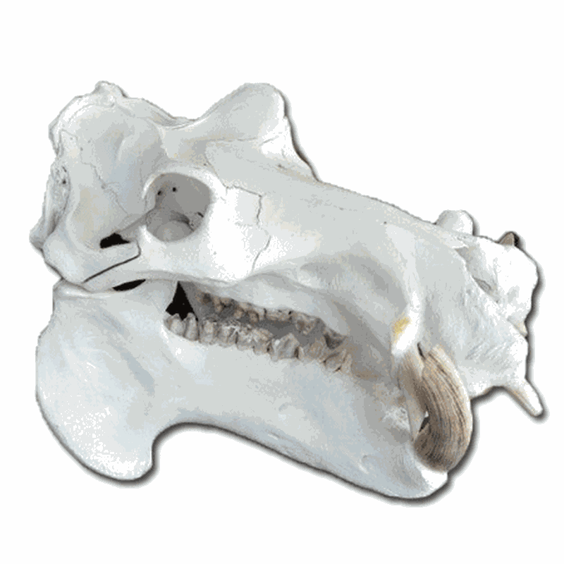 Hippo Skull HS122 - Image 3