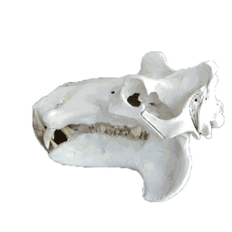Hippo Skull HS122