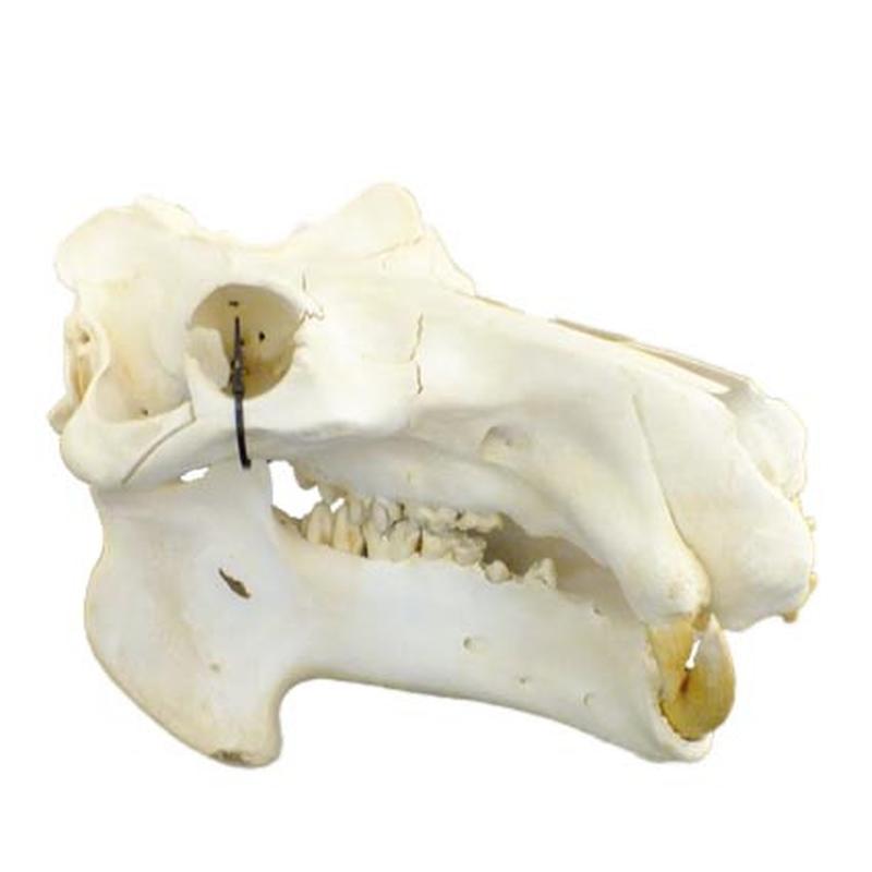 Hippo Skull HS13 - Image 2