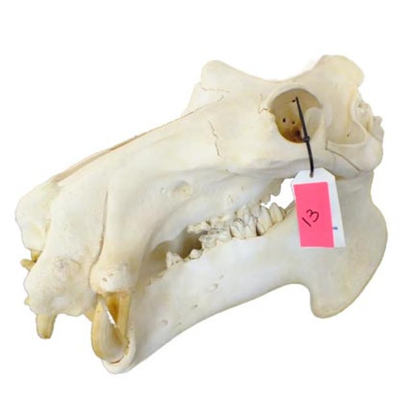 Hippo Skull HS13 - Image 3