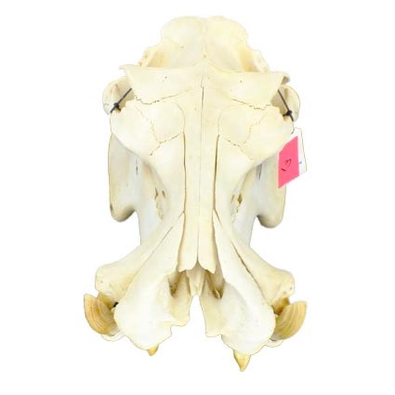 Hippo Skull HS13
