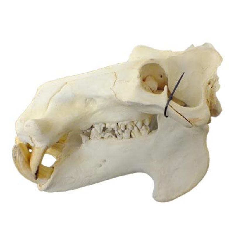 Hippo Skull HS14 - Image 2