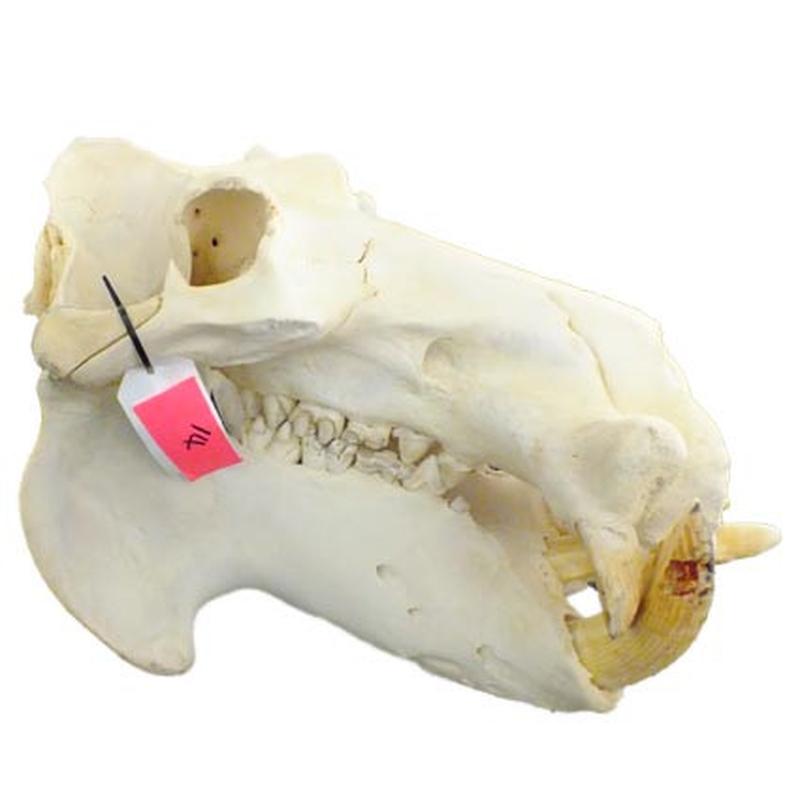 Hippo Skull HS14 - Image 3