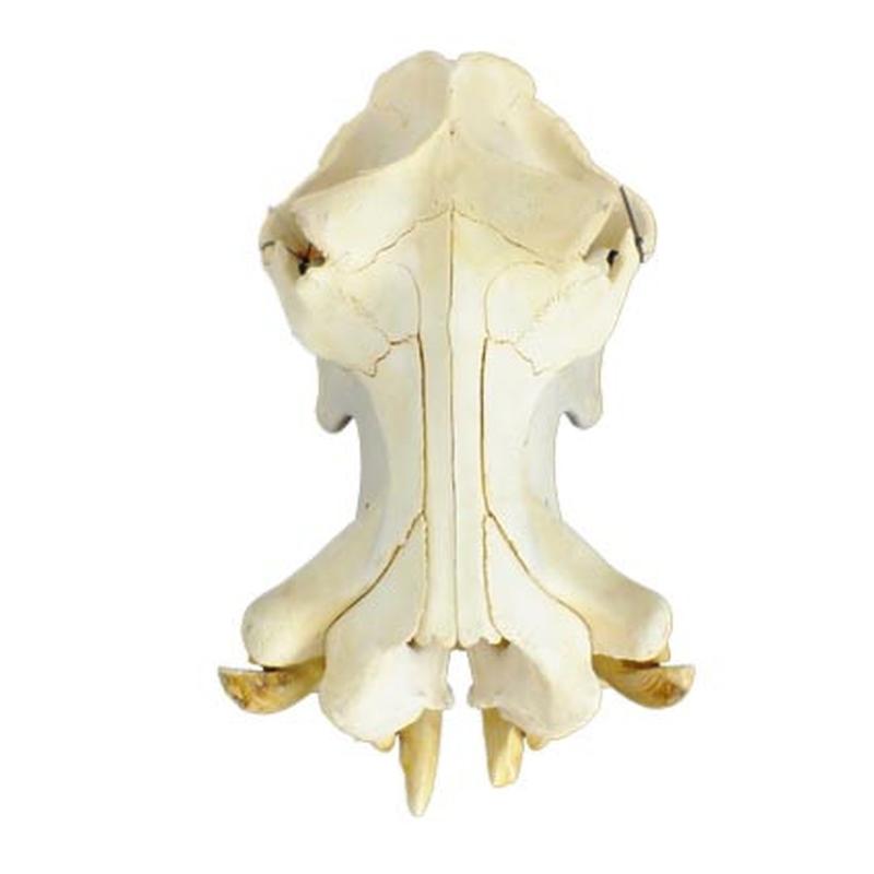 Hippo Skull HS14