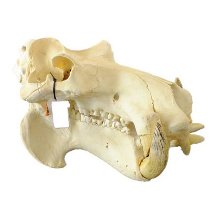 Hippo Skull HS15 - Image 2