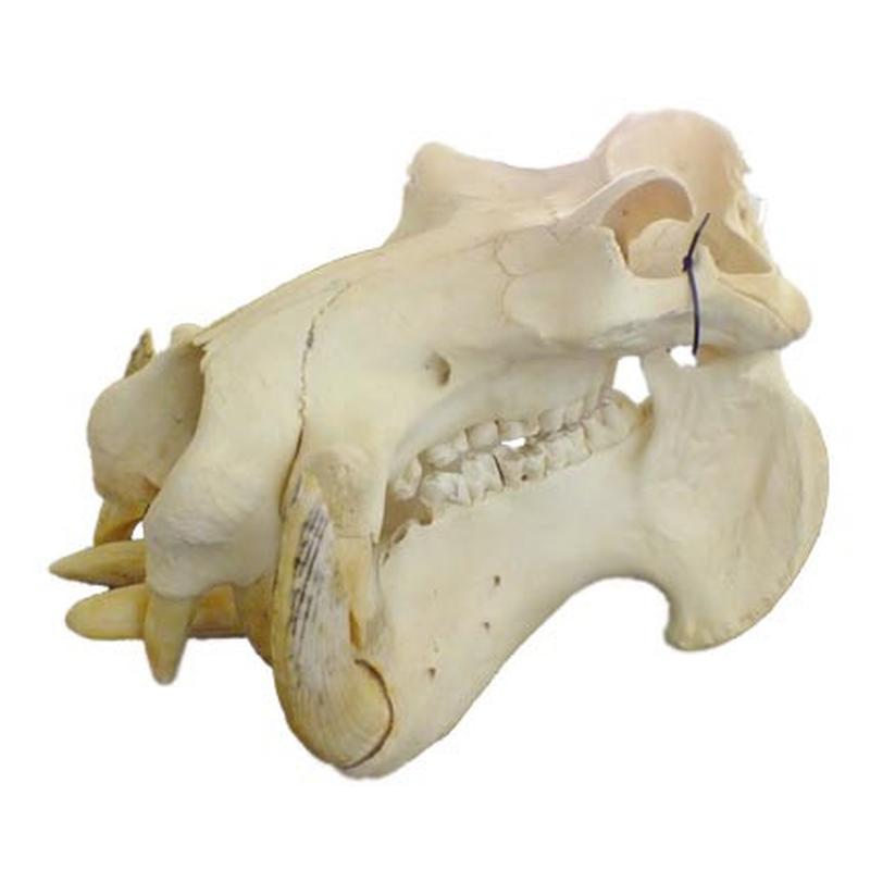 Hippo Skull HS15 - Image 3