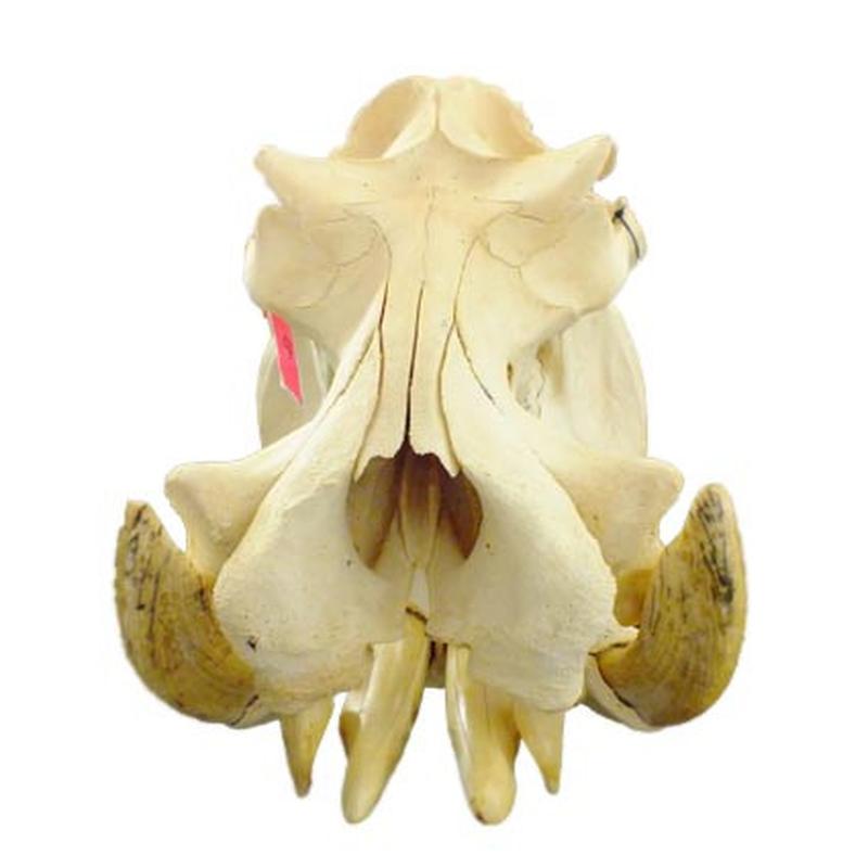 Hippo Skull HS15 - Image 4