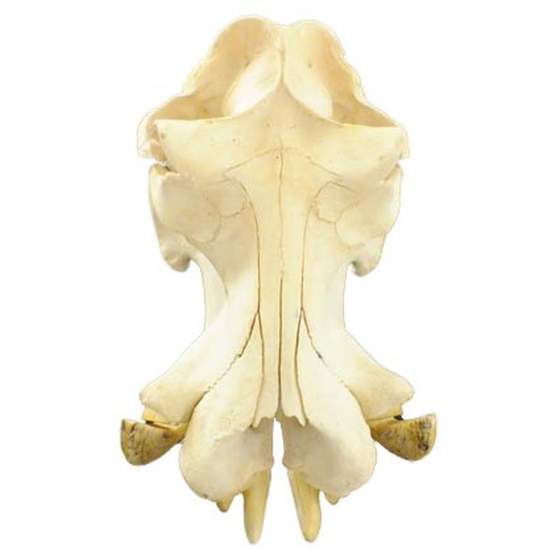 Hippo Skull HS15