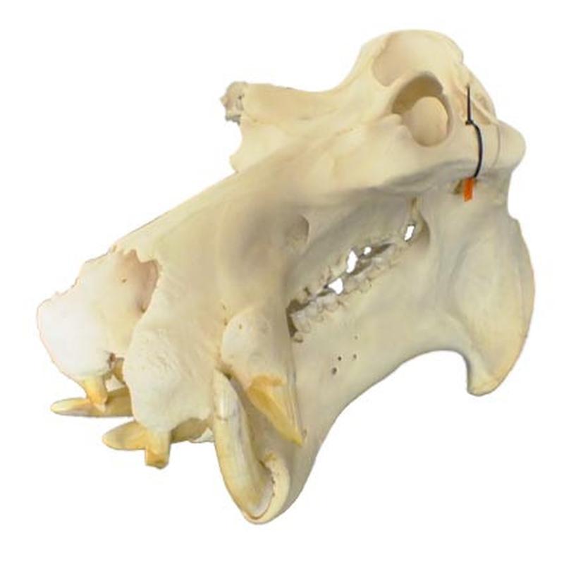 Hippo Skull HS16 - Image 2