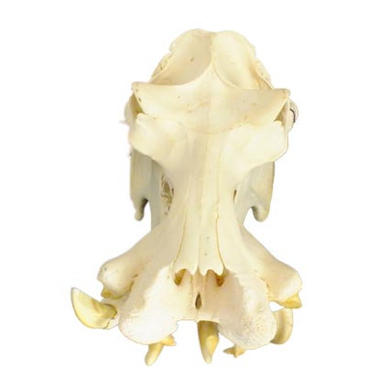 Hippo Skull HS16 - Image 3