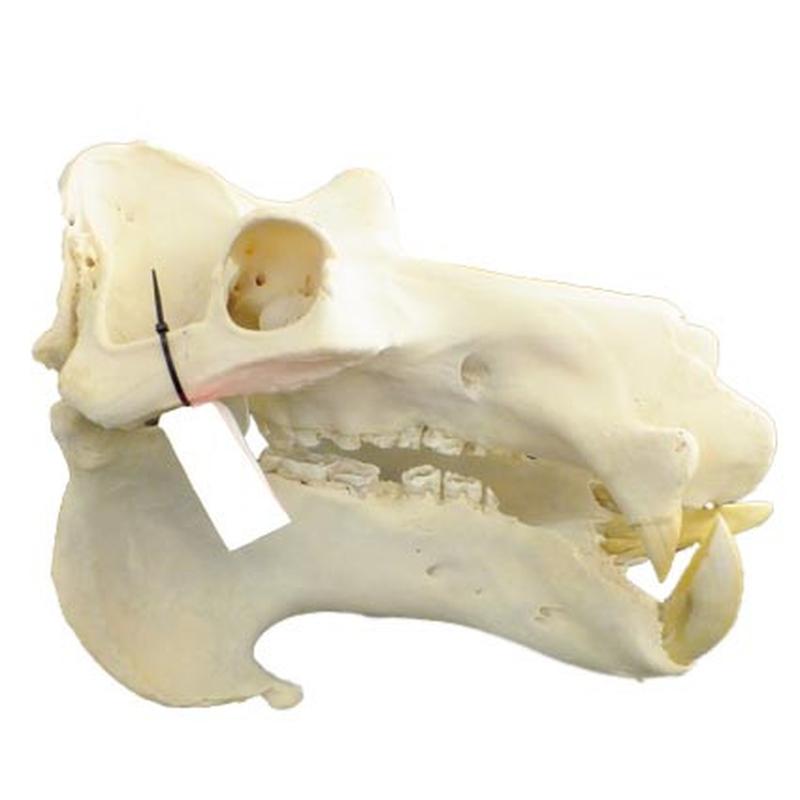 Hippo Skull HS16 - Image 4