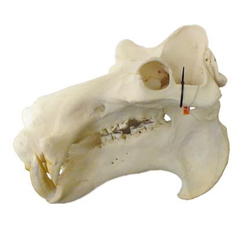 Hippo Skull HS16