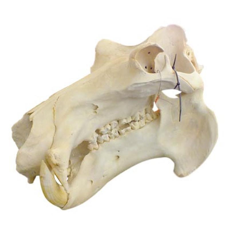 Hippo Skull HS17 - Image 2