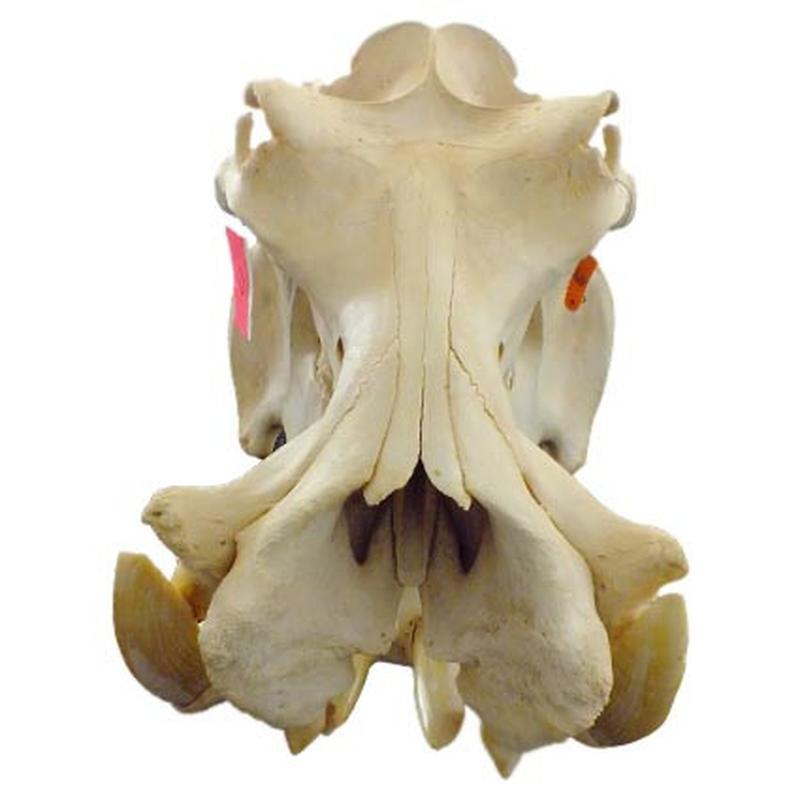 Hippo Skull HS17 - Image 3