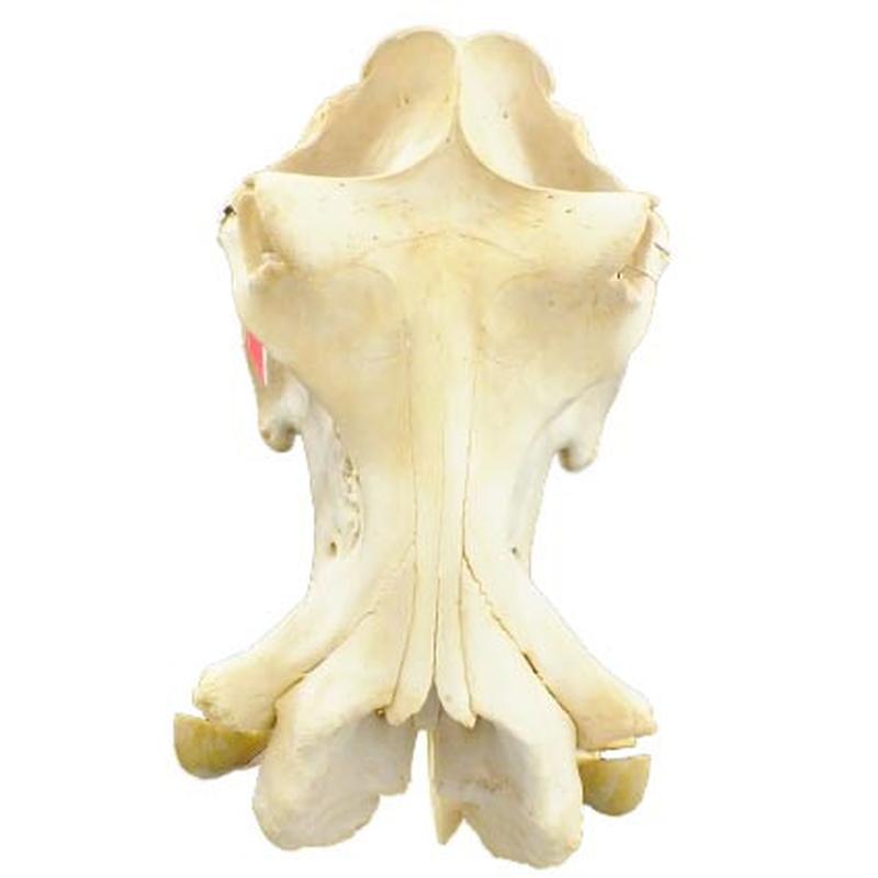 Hippo Skull HS17 - Image 4