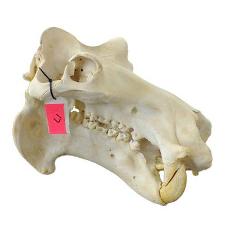 Hippo Skull HS17 - Image 5