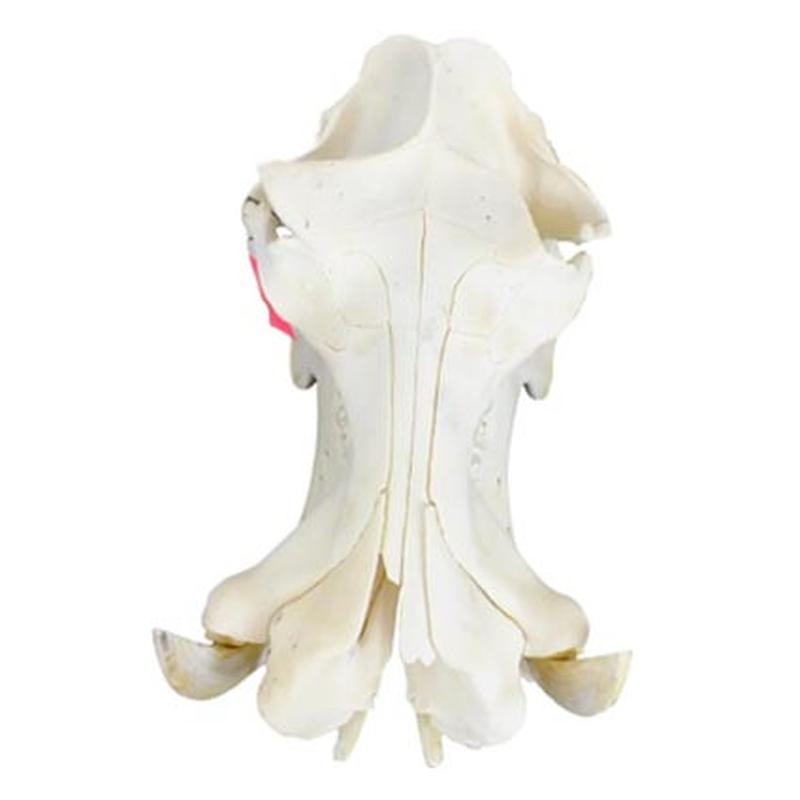 Hippo Skull HS18 - Image 2