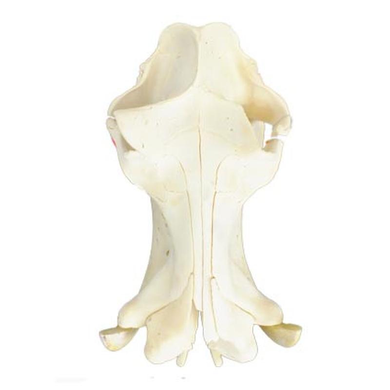 Hippo Skull HS18 - Image 4