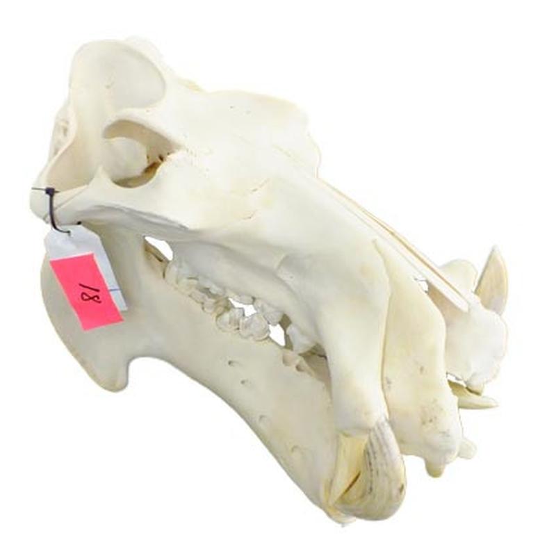 Hippo Skull HS18 - Image 5