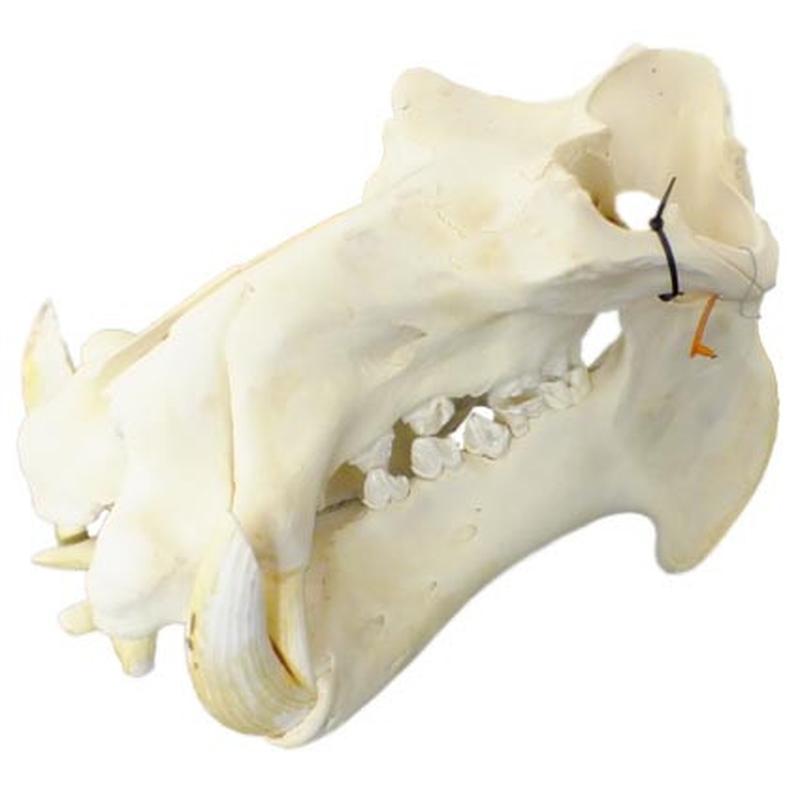 Hippo Skull HS18