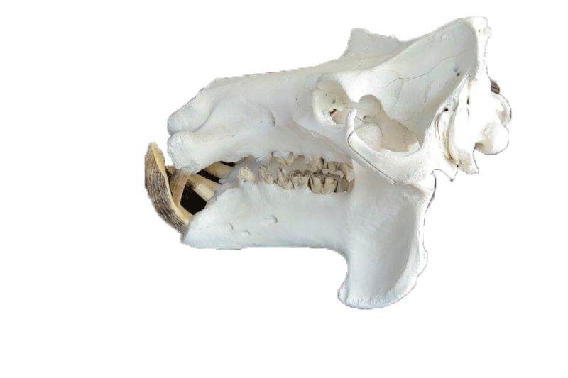Hippo Skull HS193 - Image 2