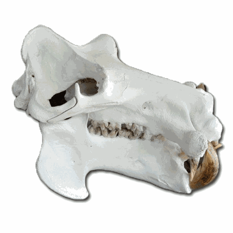 Hippo Skull HS193