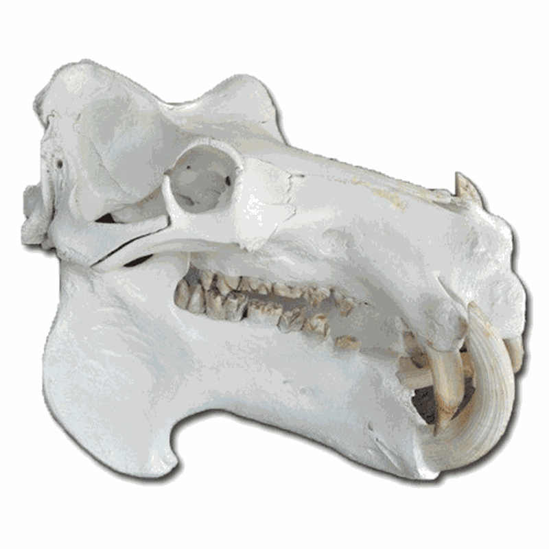 Hippo Skull HS21 - Image 2