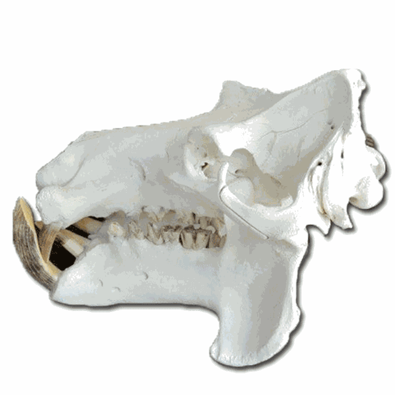 Hippo Skull HS21 - Image 3