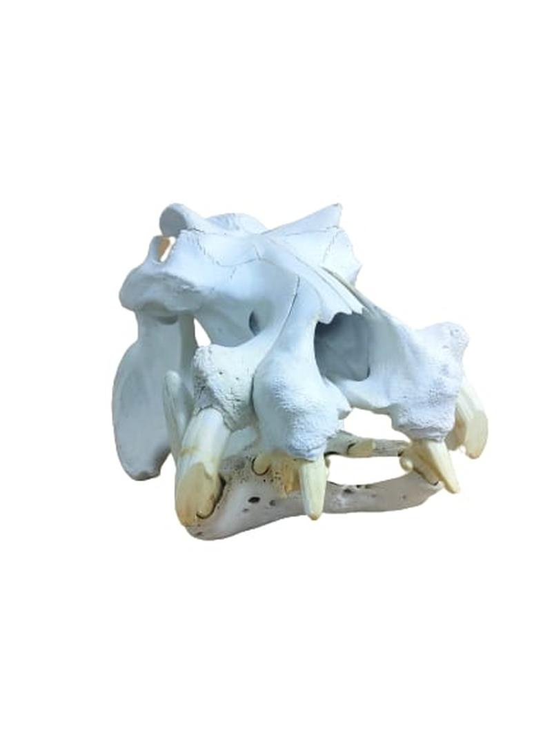 Hippo Skull - HSW1 - Image 2