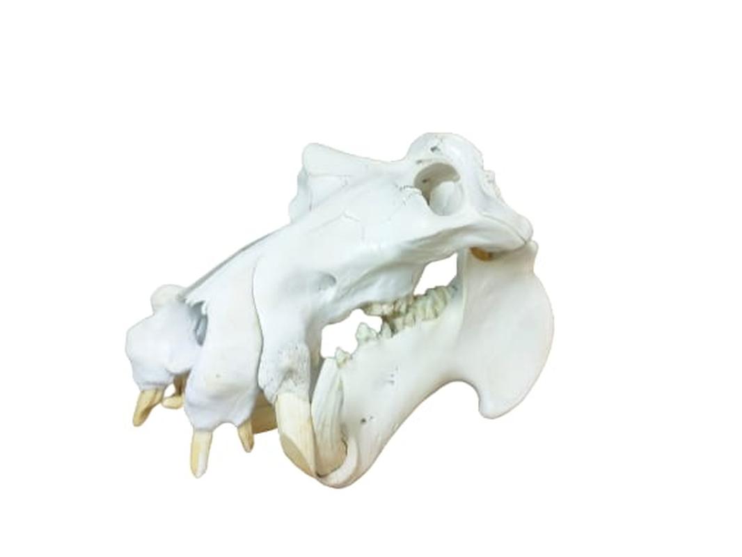Hippo Skull - HSW1 - Image 3